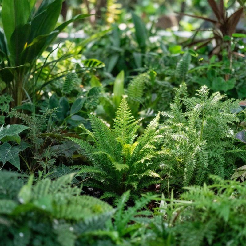 Inventário Florístico: Guia Completo para Iniciantes